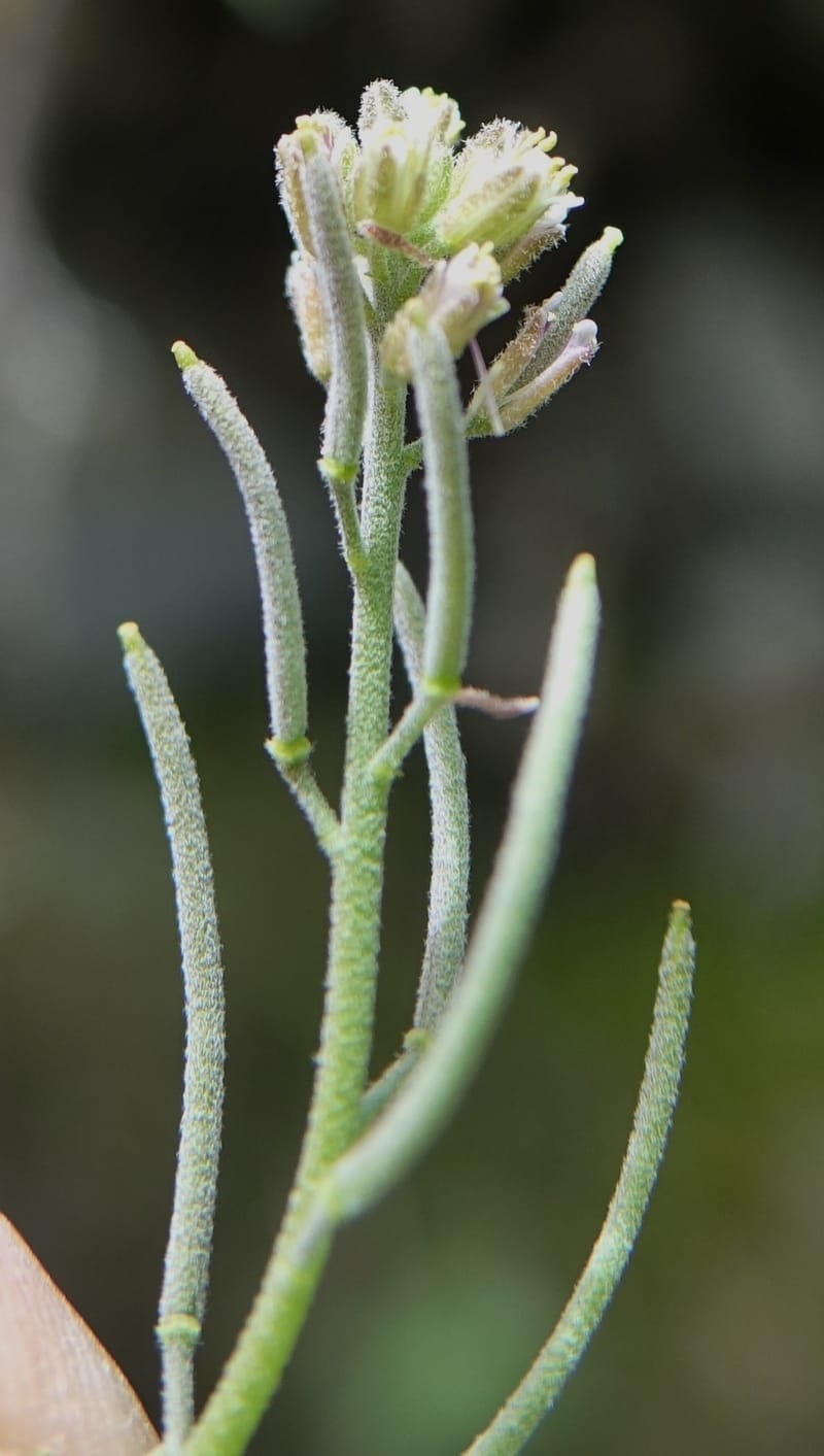Arabis pycnocarpa var. pycnocarpa, D. Boufford 44001--China. Sichuan. Yibailingba-gou. 12 Aug 2017. DSC04660 (146).JPG