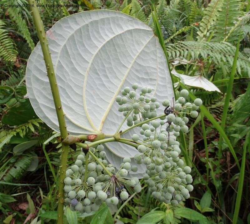 Smilax borneensis, Davidson, C 12935--Sabah. Kinabalu Nat. Park. Nalumad Substesen. 29 Mar 2015. DSC01294 (199).JPG