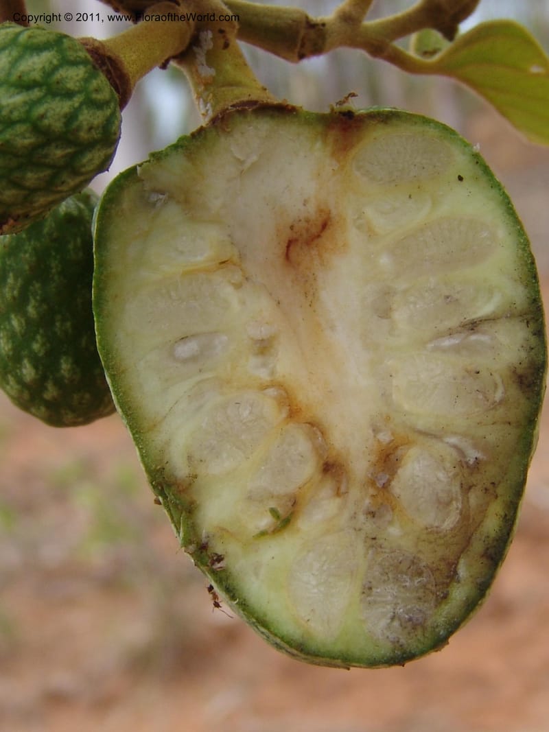 Annona, ROR1522--Madag. Prov. Antsir. Sahafary, Andranomadiro. 7 Nov 06. 557.jpg