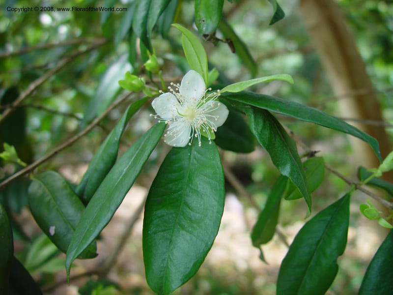 Eugenia lunchnanthiana-- FL. Fairchild Tropical Gard. 8 Apr 03. 066.jpg