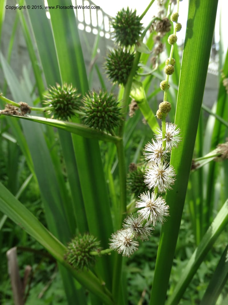 Sparganium neglectum, Davidson, C 12476--Georgia. Small town. 9 Jun 2014. DSC08167 (17).JPG