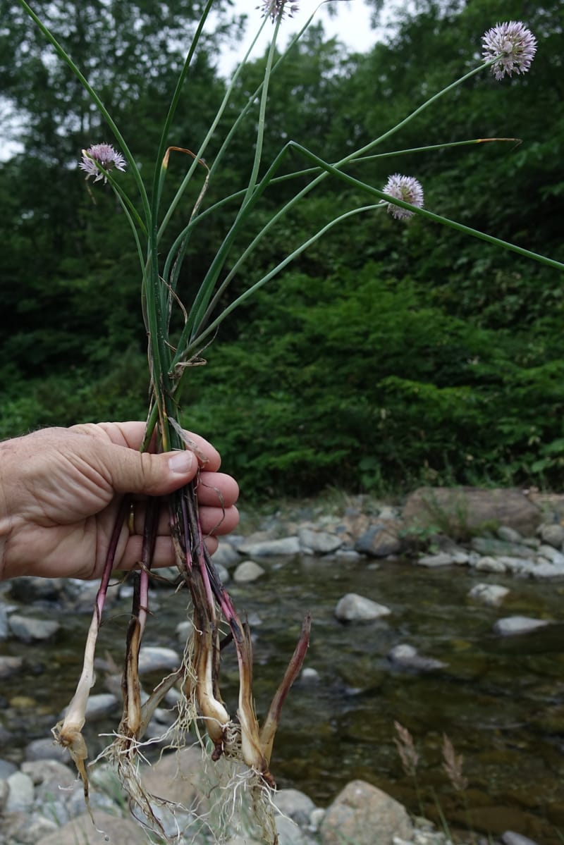 Allium schoenoprasum--Japan. Hokkaido. Teshio Exptl. For. 3 Aug 2016. DSC00757 (79).JPG