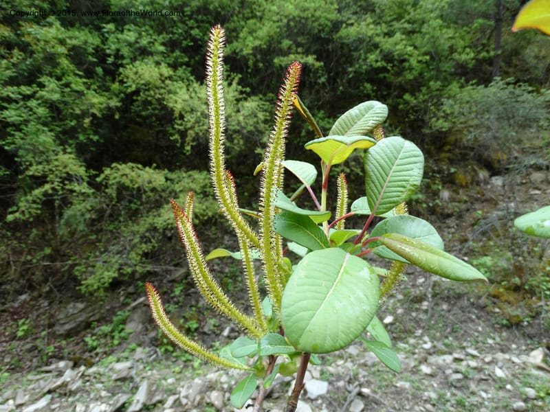 Salix, Boufford, D 43739--China. Sichuan. XinZhaZi Gou. 14 May 2014. DSC06426 (18).JPG