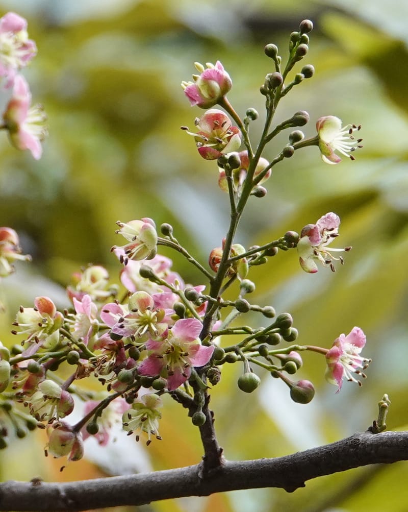 Delavaya toxocarpa, D. Boufford 44087--China. Yunnan. Xinshao Village. 28 Apr 2018. DSC00001 (43).JPG