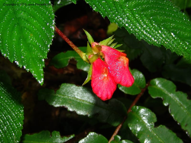 Gasteranthus, Croat 95692--Ecuador. Maquipucuna Biol. Res. Send. Princip. 11 Mar 06. 011 (2).jpg