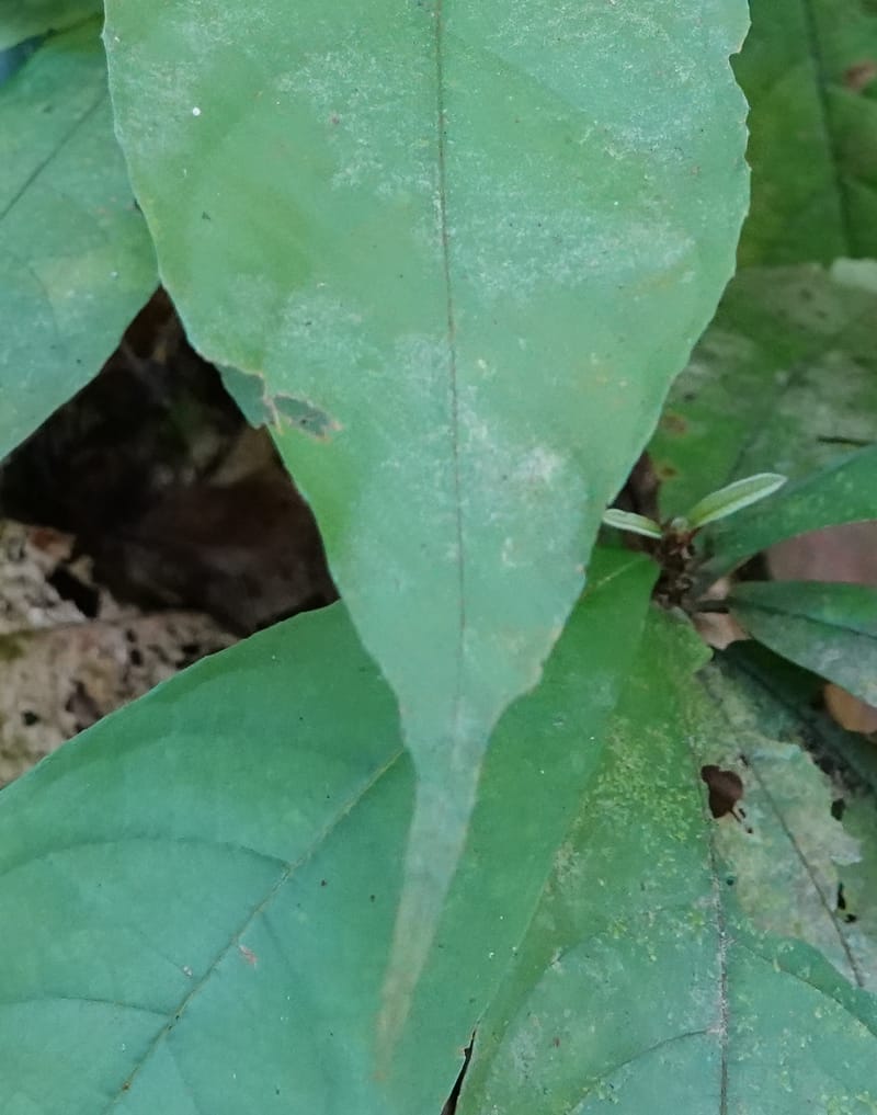 Poggea alata, C. Davidson 13956--Gabon. Arb. Sibang. 5 Nov. 2018. DSC02235 (55).JPG