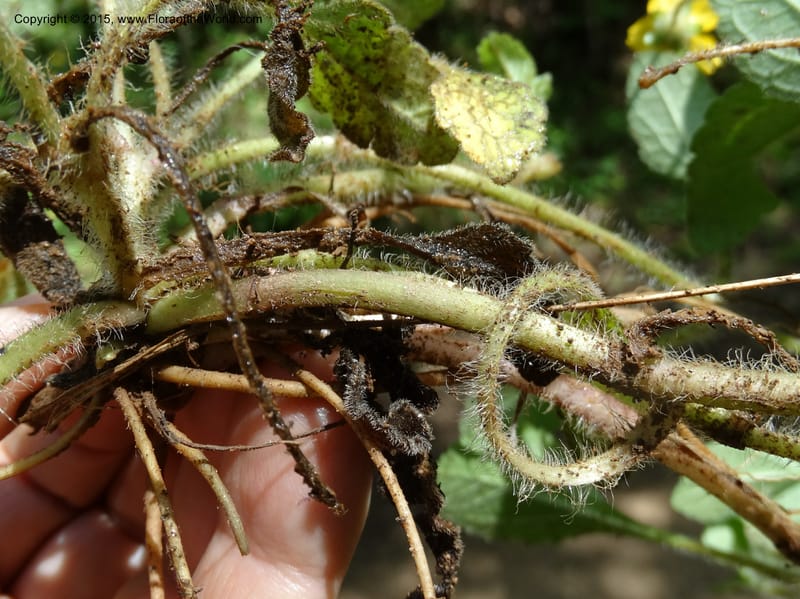 Chrysogonum virginianum, Davidson, C 13044--South Carolina. Oconee Co. Brasstown Cr. 19 May 2015. DSC06413 (43).JPG