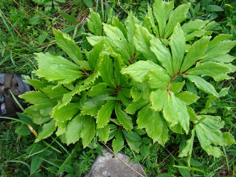 Slovenia. Menina Planina. 19 May 08. 074.jpg