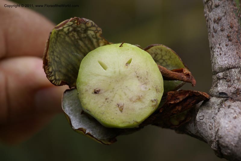 Strasburgeria robusta, Munzinger, J 4877--New Caledonia,  Dzumac, 20 Nov 2007, 28 (34).JPG