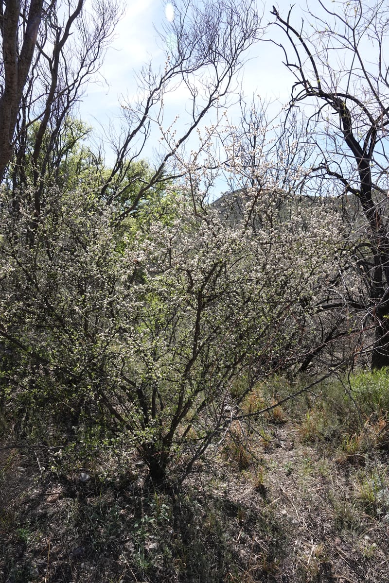 Rhus microphylla, C. Davidson 13990--AZ. Cochise Co. Hwy 80 SE of Tombstone. 9 April 2019. DSC07192 (27).JPG
