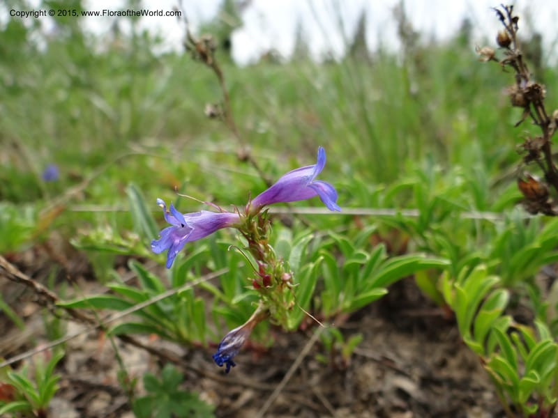 Penstemon leonardii, Mansfield, D 12-644--ID. Bear Lake Co. Mt. Sherman. 13 Jul 2012. DSC03601 (97).JPG