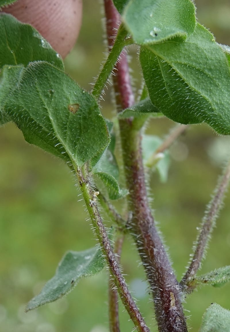 Codonopsis, C. Davidson 13788--China. Sichuan. Daocheng Xian. 14 Aug 2017. DSC05676 (98).JPG
