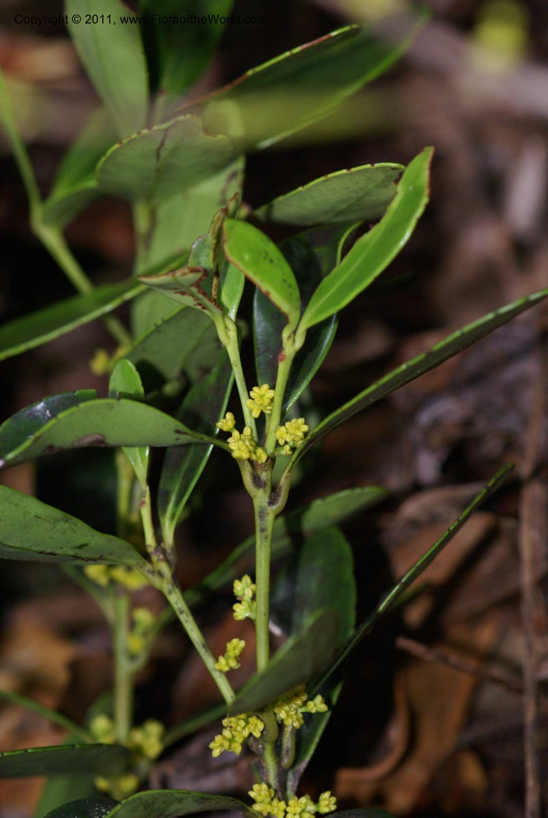 Balanops,  Munzinger, J 4854--New Caledonia, Dogny, 19 Nov 2007, 13 (7).JPG