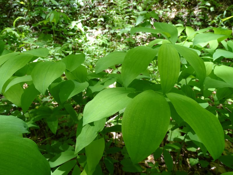 Uvularia grandiflora, Davidson, C 12986--North Carolina. Clay Co. Perry Gap Rd, Barnard's Cr. 13 May 2015. DSC04860 (155).JPG