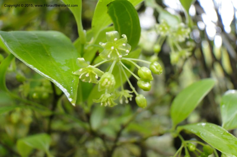 Heterosmilax, Regalado 1777--Viet Nam. Ban Khoang Commune. 4 May 2011. 136 (6).jpg