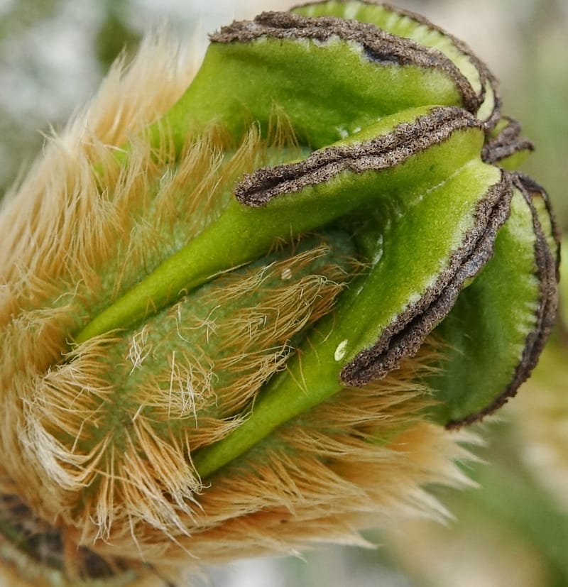 Meconopsis integrifolia subsp. integrifolia, D. Boufford 44063--China. Sichuan. Zhe Duo Shan. 17 Aug 2017. DSC06717 (403).JPG