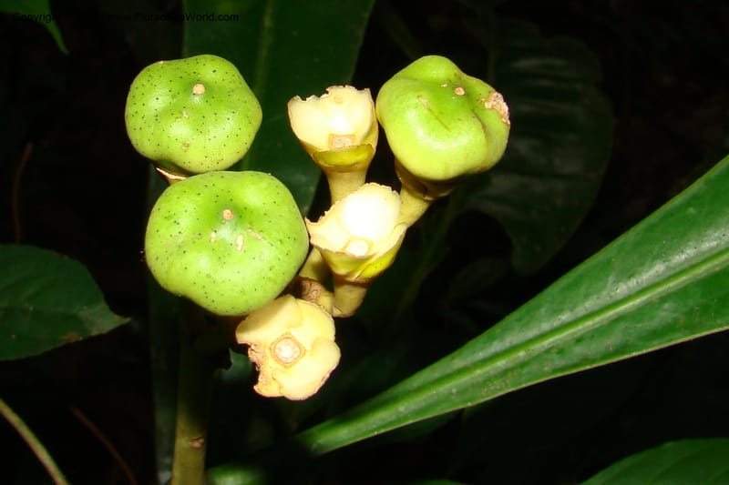Potalia, RVasquez35038--Peru. Loreto. Dto. Iquitos. Res. Allpahuayo-Mishana. 19 Nov 08. 567.jpg