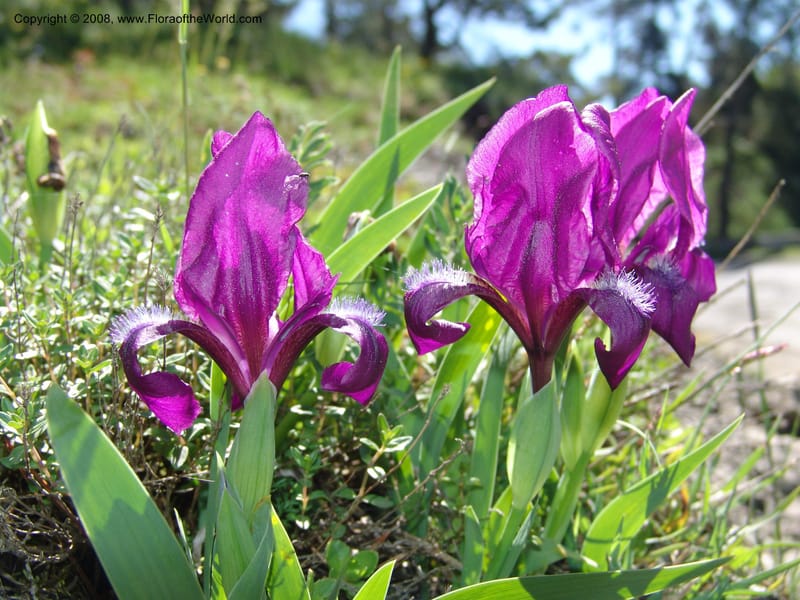 Iris hungarica--Georgia. 0.5 km N of Bakuriani. 8  Jun 05. 006.jpg
