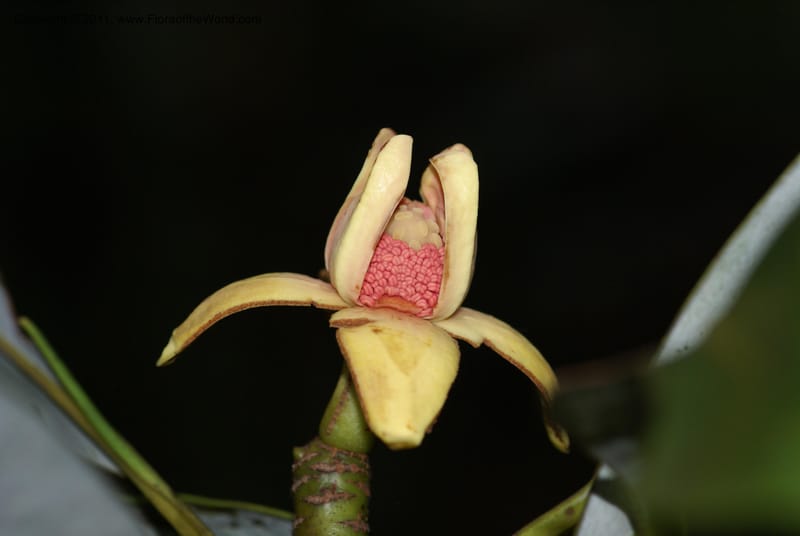 Zygogynum, Munzinger, J 4845--New Caledonia, Dogny, 19 Nov 2007,  079 (12).JPG