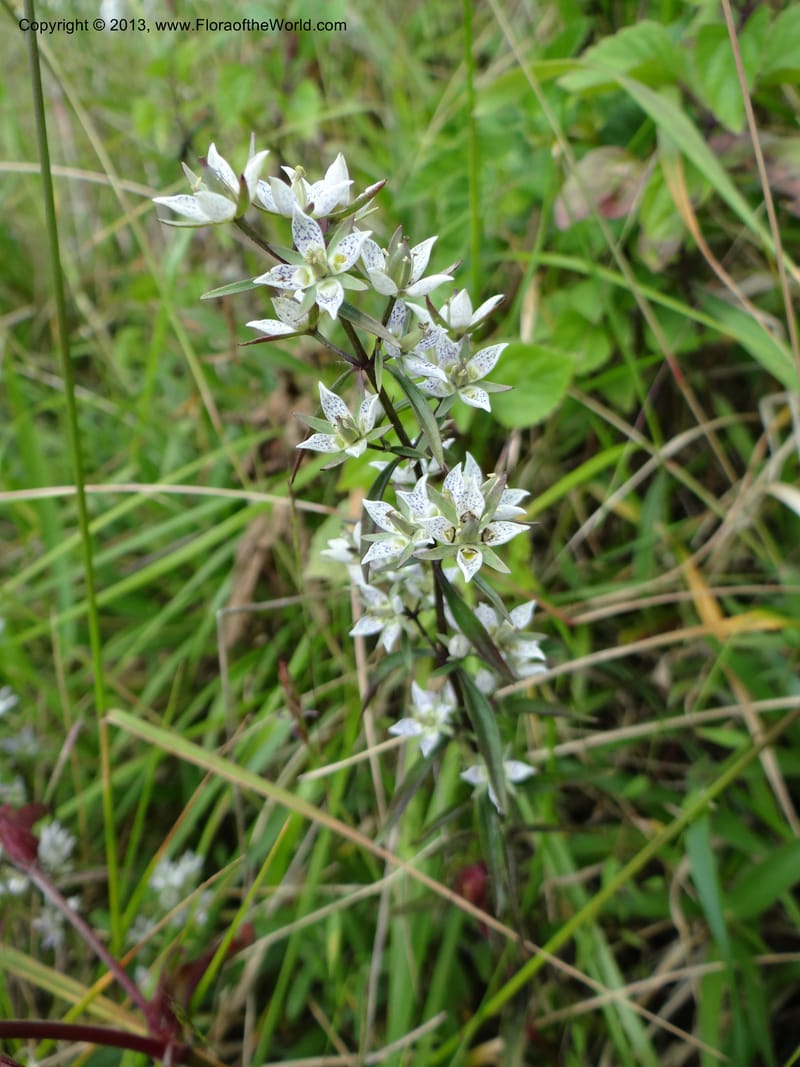 Swertia angustifolia, VC 5497--Thailand. Chiang Mai Prov. Doi Inthanon Nat. Park. 8 Nov 2012. DSC07747 (236).JPG