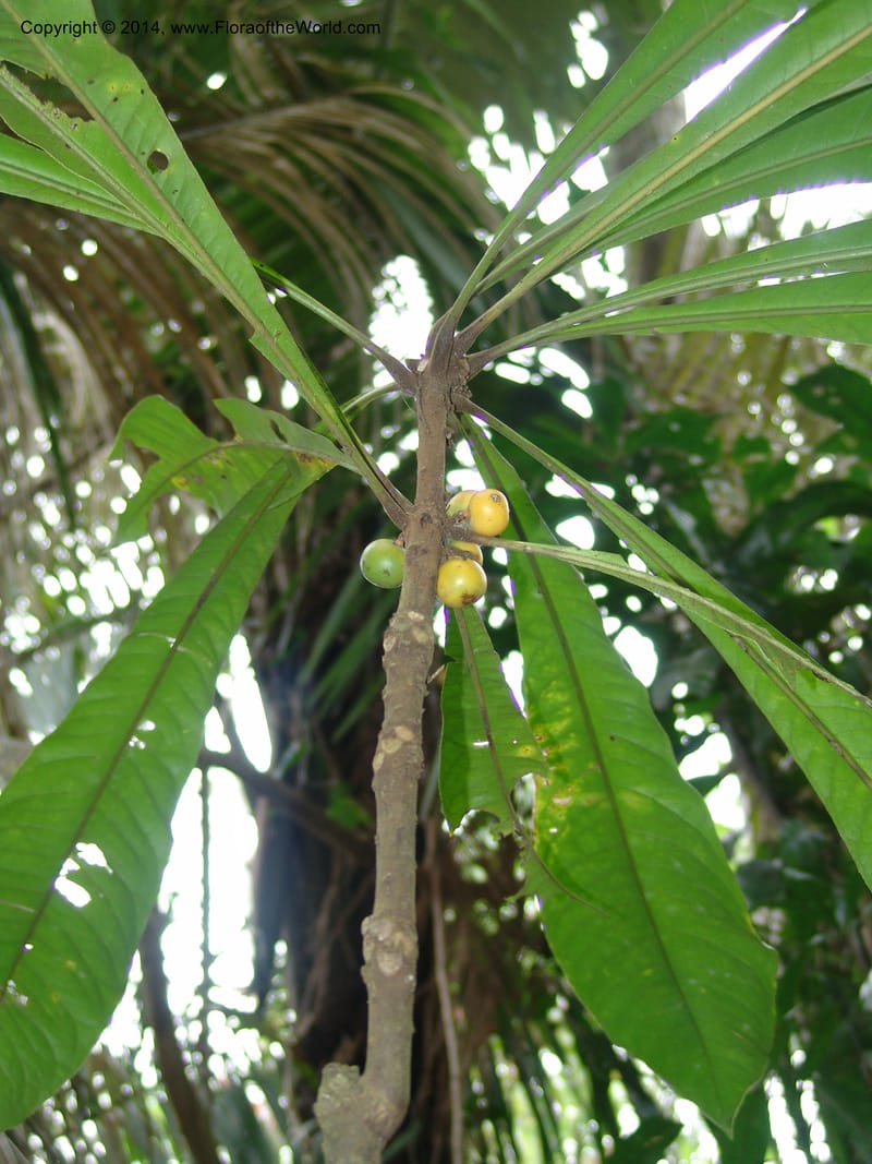 Clavija, Farfan 692--Peru. Edo. Madre de Dios. ACEER Res. Ctr. Pan de Arbol Trail. 19 Oct 05. 087 (8).jpg