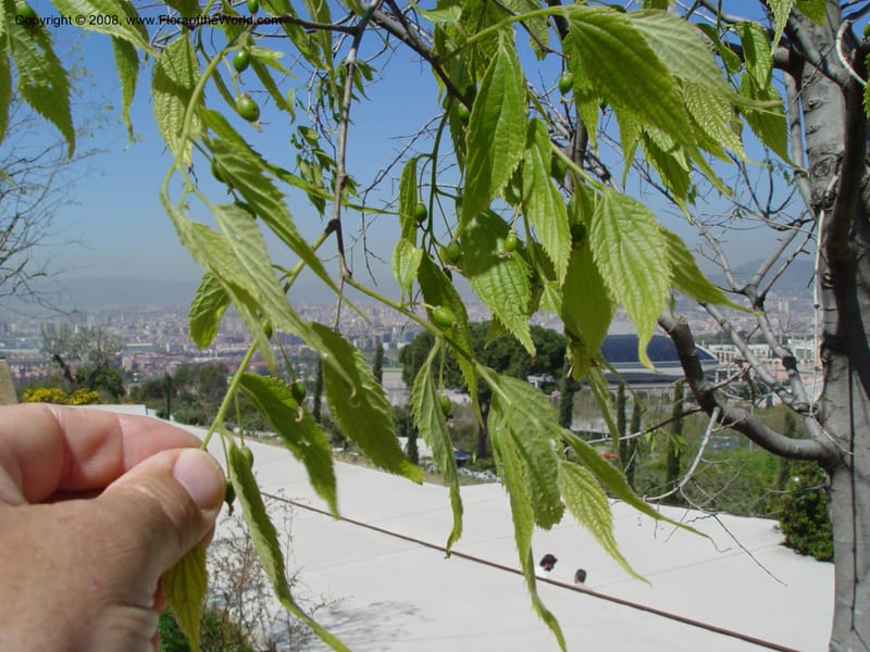 Celtis australis, 2001.0363--Spain. Barcelona Botanic Garden. 21 Apr 04. 041.jpg