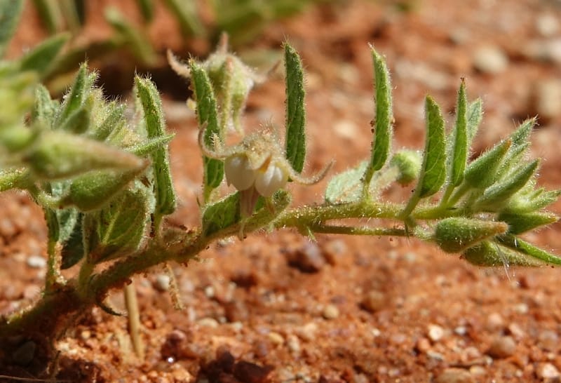Hermannia tomentosa, L. Nanyeni 1231--Namibia. Hwy D1228, stop 1. DSC03368 (2).JPG