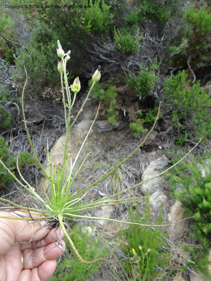Drosophyllum lusitanicum, Davidson, C 12167--Spain. Andalucia. Parque Natural Alcornocales. 28 May 2013. DSC05381 (34).JPG