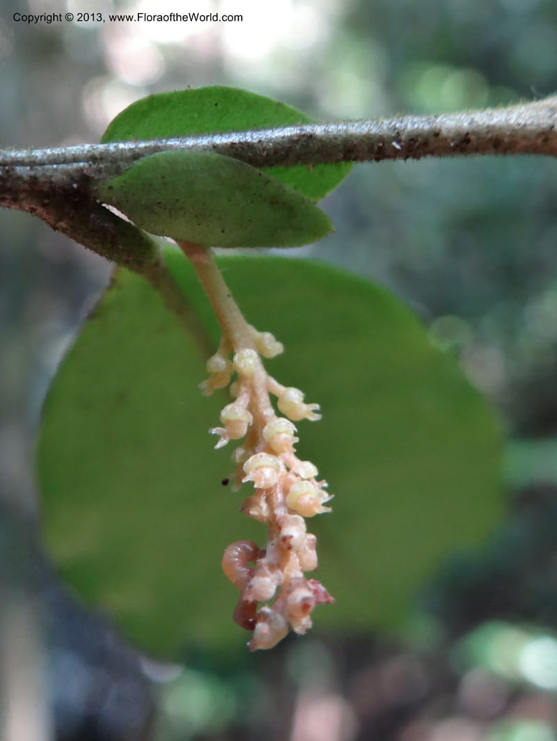 Antidesma, VC 5594--Thailand. Ranong Prov. Klong Naka Wildlife Sanctuary. 14 Nov 2012. DSC09055 (88).JPG
