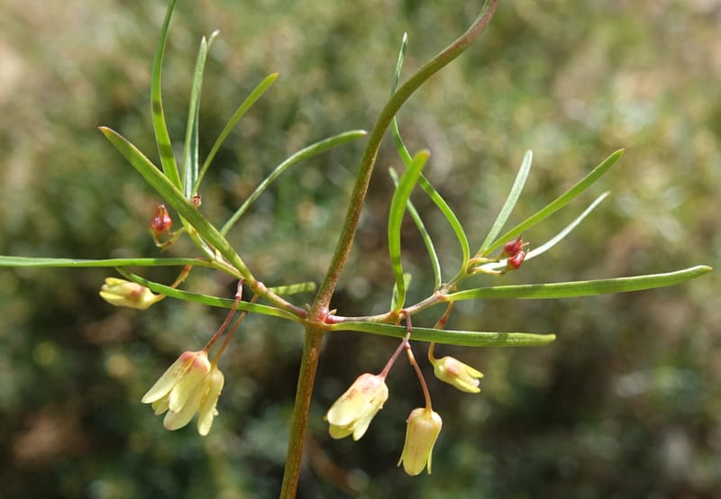Aphanopetalum clematideum, Davidson, C 13444--Australia. W.A. Geraldton. Chapman River. 25 Oct 2016.  (72).JPG