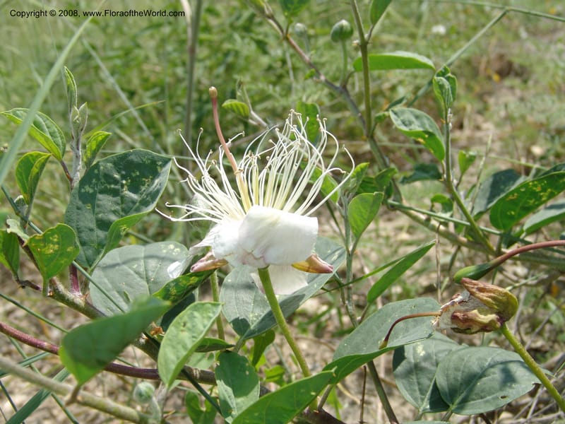 Capparis herbacea--Georgia. Shio Mgvime Monastery road. 12 Jun 05. 159.jpg