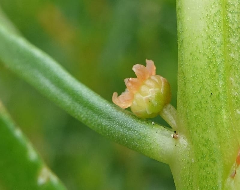 Gyrostemon sheathii, Davidson, C 13516--Australia. W.A. Torndirrup N.P. Frenchman Bay Rd. 30 Oct 2016. DSC06898 (44).JPG