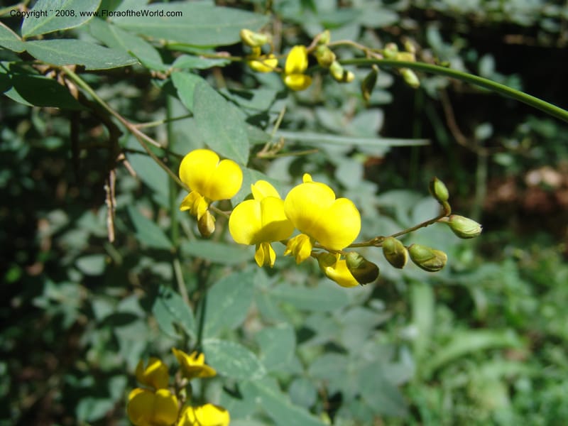 Argyrolobium tomentosum--So.Africa. Mpumal. Moodie Mts.  18 Mch 05. 459.jpg