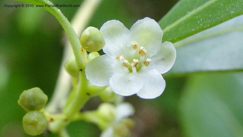Ilex glabra, Mori 27396--North Carolina. Johnson Co. Hwy 50. SE of Benson. 21 May 2010. 091 (73).jpg