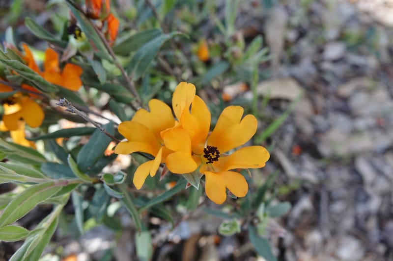 Hibbertia miniata, Davidson, C 13376--Australia. W.A. Flora Rd. 22 Oct 2016. DSC03739 (3).JPG