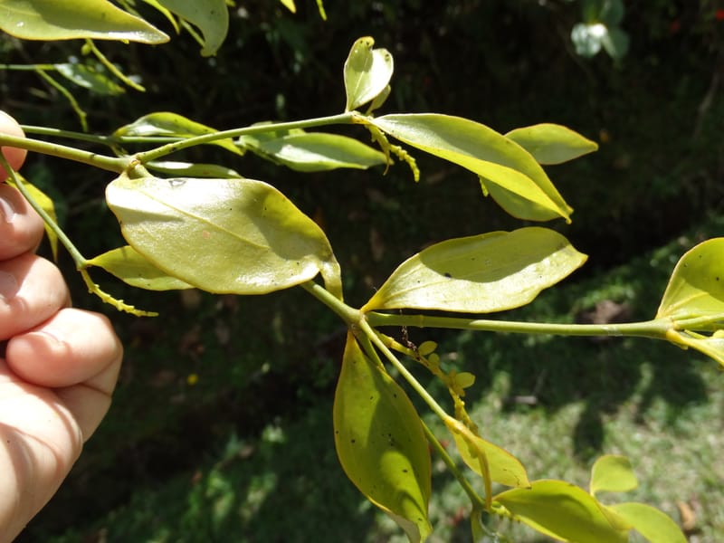 Ginalloa arnottiana, Davidson, C 12928--Sabah. Near generation plant. 28 Mar 2015. DSC01259 (28).JPG