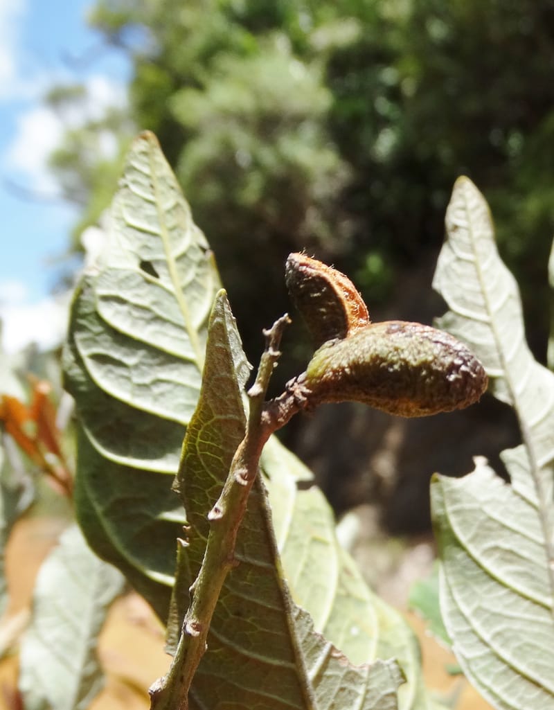 Lepidocupania lepidota, Callmander, M 1239--New Caledonia. Mont Dzumac. 12 Nov 2015. DSC01563 (356).JPG