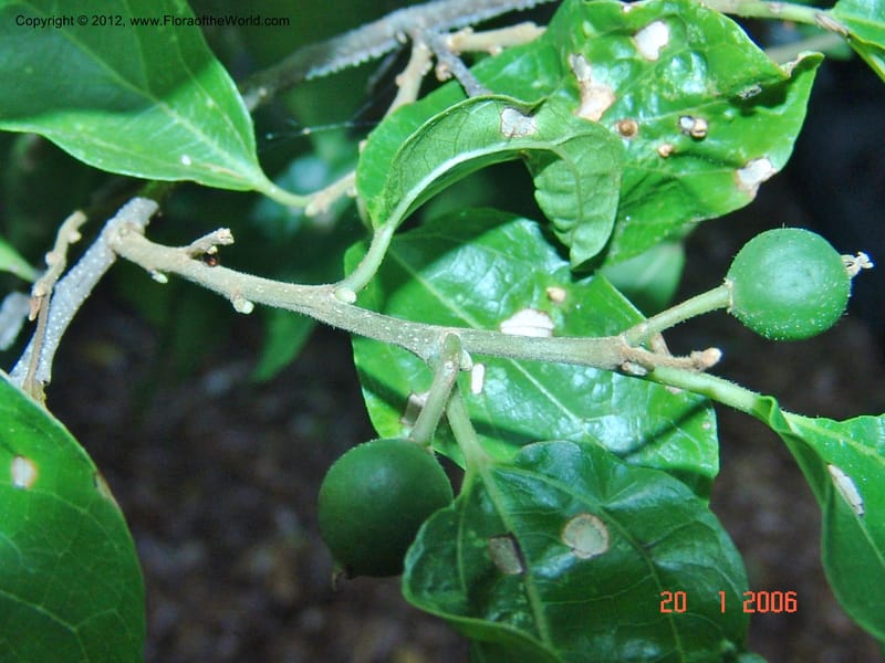 Celtis iguanea, Not collected-Madagascar, Berenty, 21 Jan 2006 010 (2).jpg