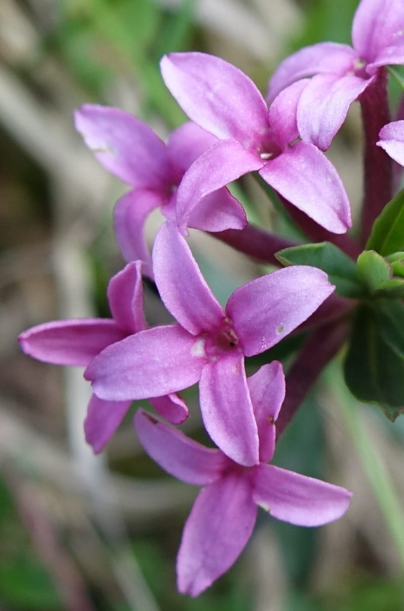 Daphne cneorum, Not coll.-- Switzerland. Col de Marchairuz. Grande Rolat Foret. 29 Jun 2016. DSC06193 (80).JPG