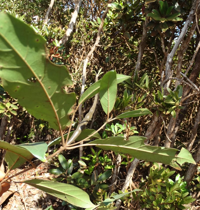 Atractocarpus, Gildas no.--New Caledonia. PinPin. 20 Nov 2015. DSC03938 (568).JPG
