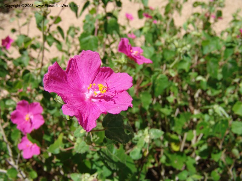 Pavonia lasiopetala--TX. Johnson Wildflower Center. 13 Jun 04. 013.jpg