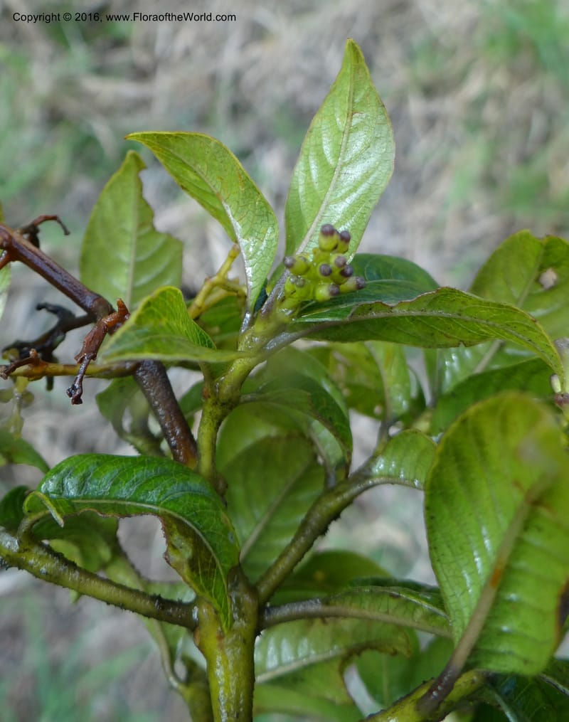 Psychotria, Ulloa, C 2246--Ecuador. Loja. El Tiro. 27 Sep 2012. DSC04675 (101).JPG