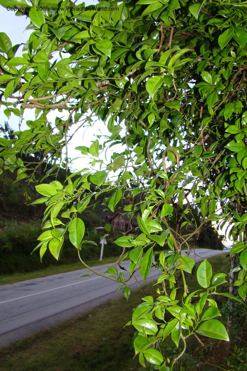 Barbeuia madagascariensis, Z. Rogers 1242--Madag. Prov. Fianar. E of Ifanadiana.15 Jan 09. 020.jpg