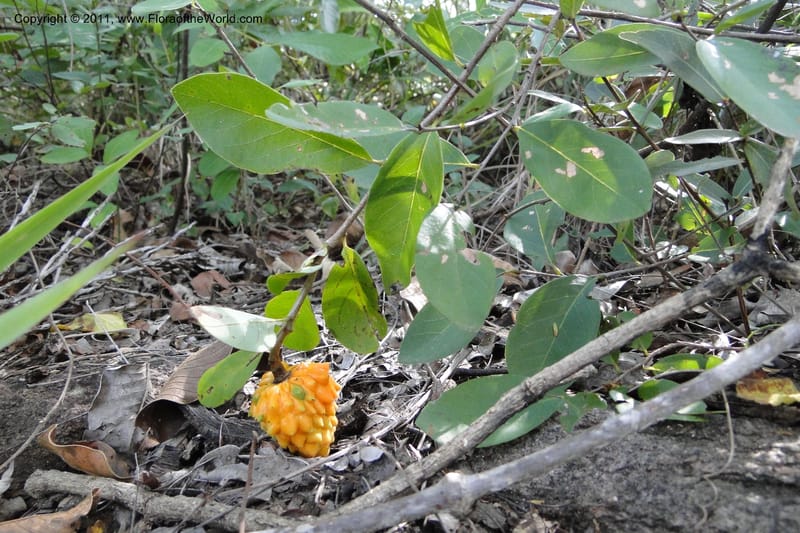 Annona, W. D. Stevens 31159--Paraguay. Edo. Concepcion. Garay Cue. 19 Mar 2011. 564 (2).jpg