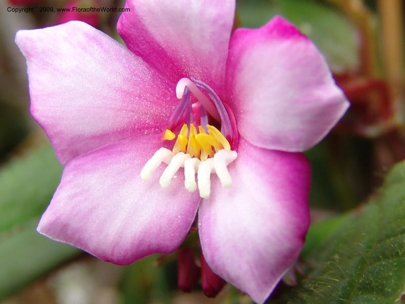 Salpinga maranonensis, DNeill15939--Ecuador. Prv. Zam. Ch. C del Condor. Wawaime plot. 22 Sep 07. 328.jpg