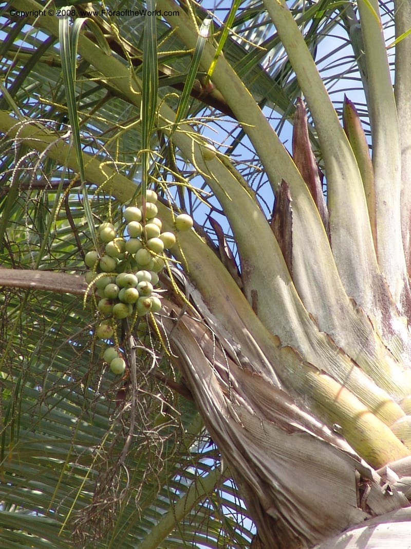 Dypsis decaryi--Madag. Prov. Toliara.  Parc Nat. Andohahela. 22 Jan 06. 129.jpg