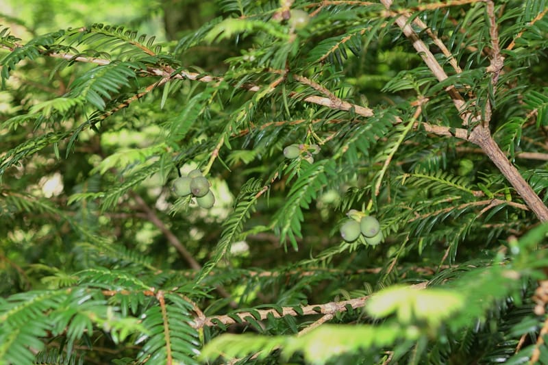 Torreya nucifera--Japan. Niigata. Trail along Sekikawa River. 29 May 2016. DSC05504 (103).JPG