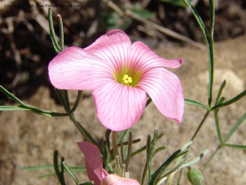 Oxalis bifurca--So.Africa. E. Cape. Moonstone Farm, Quanti Area, Stut. 8 Mch 05. 012.jpg