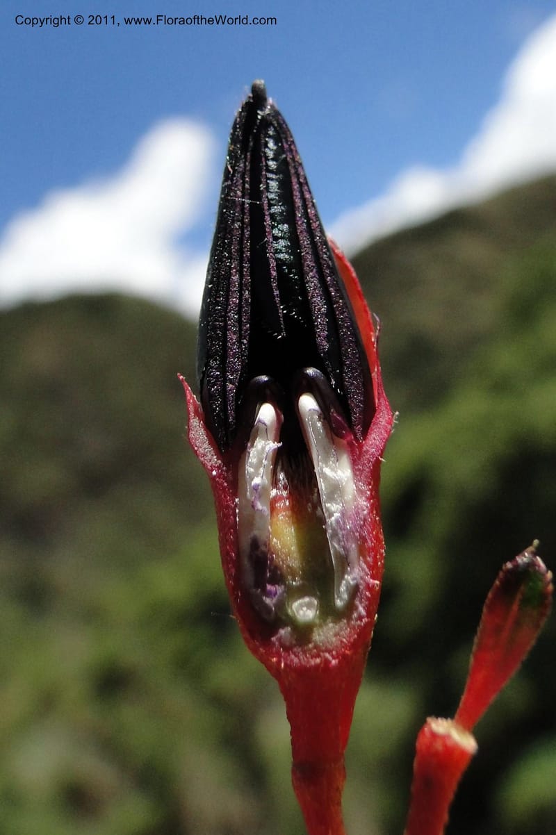 Brachyotum alpinum, Ulloa 2084--Ecuador. P. N. Sangay. 6 June 2011. 309 (26).jpg