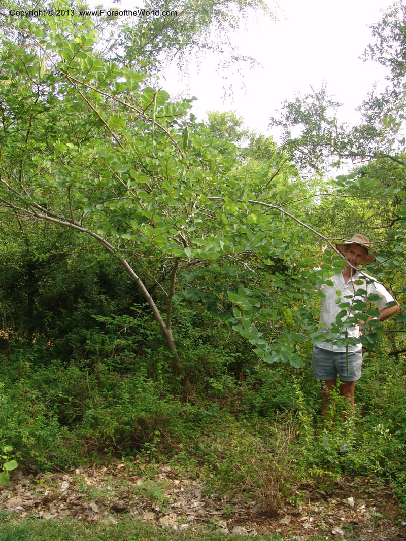 Bauhinia petersiana sp macrantha--So.Africa. Lowveld Nat. Bot. Gard. 2. 14 Mch 05. 144.jpg